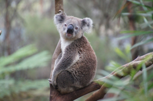 Baby-Koalas-Stuttgart