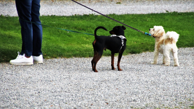 Neue Chancen fÃ¼r Tierheimhunde