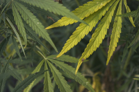 Cannabis - Legalisierung
