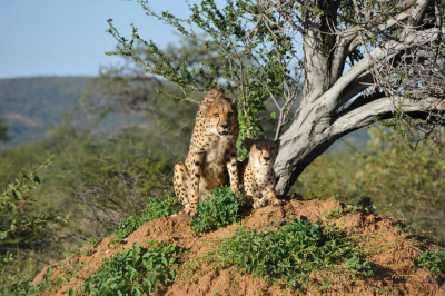 Safari in Tansania, welche Orte sollte man wÃ¤hlen und wie kann man sie organisieren?